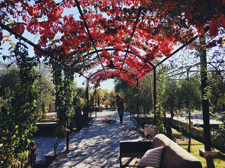 argentina, mendoza, red, fall, leaves, winery, sun, vines, archway HD wallpaper