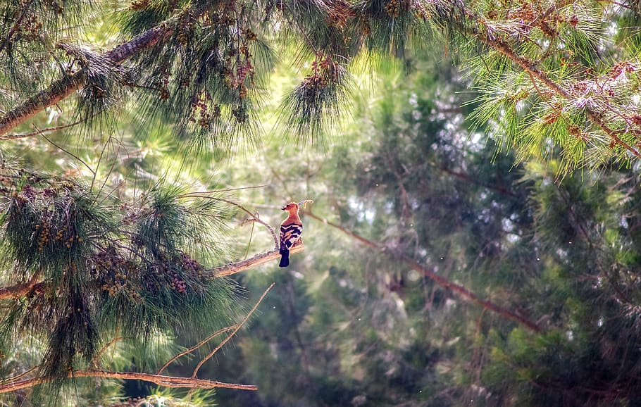 forest, trees, pine, hoopoe, bird, wildlife, nature, landscape HD wallpaper