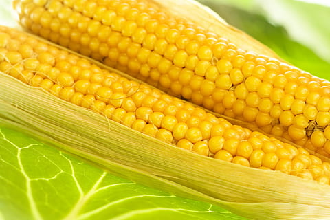 corn, crop, freshly, harvested, harvesting, husk, ingredient HD wallpaper