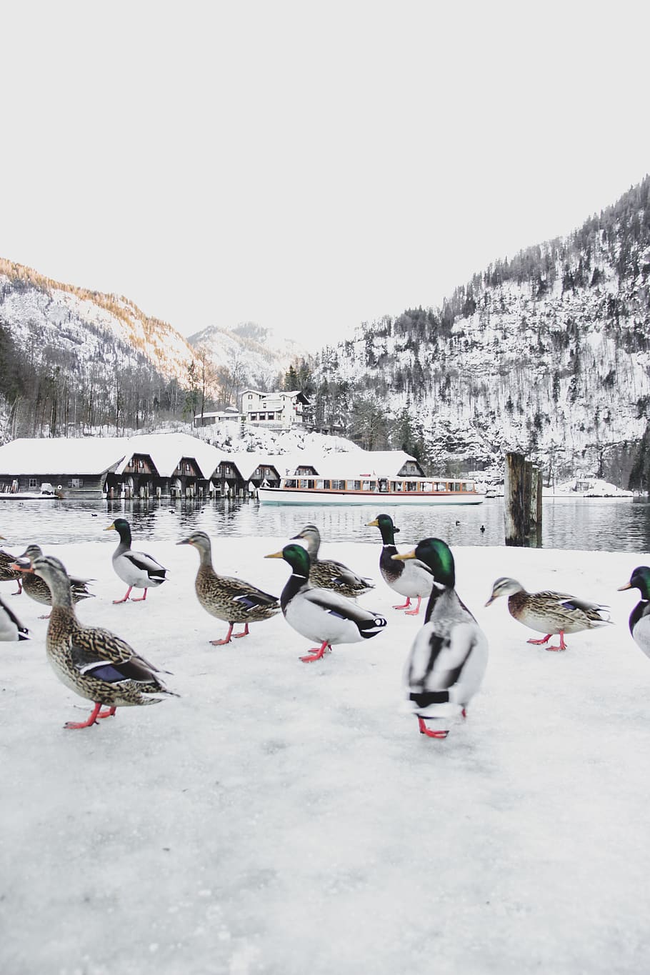 ducks near body of water, animal, bird, outdoors, waterfowl, nature, HD wallpaper