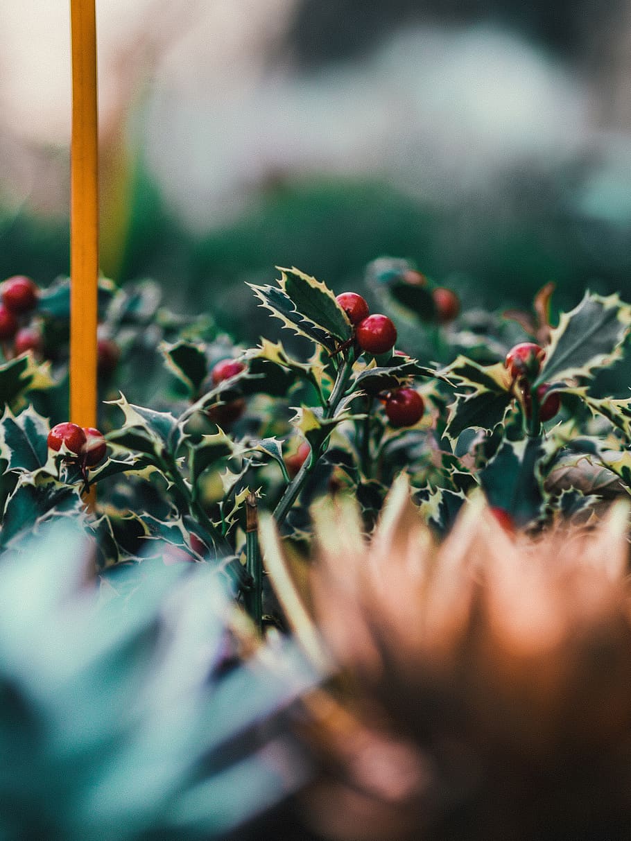 Holly flower, plant, france, avenue du prado, marseille, pot HD wallpaper