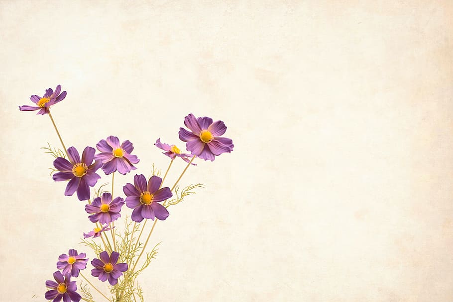 flower, background with copyspace, floral, border, garden frame, HD wallpaper