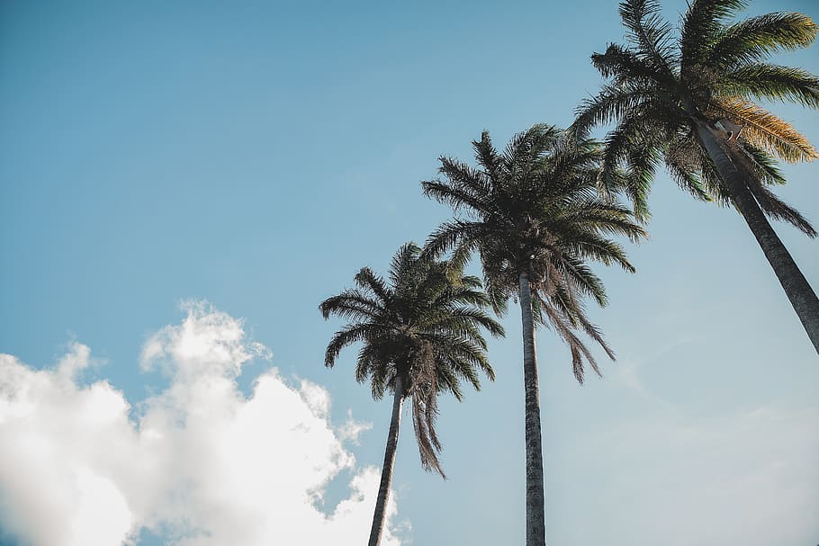 three lined palm trees under blue sky at daytime, arecaceae, plant, HD wallpaper