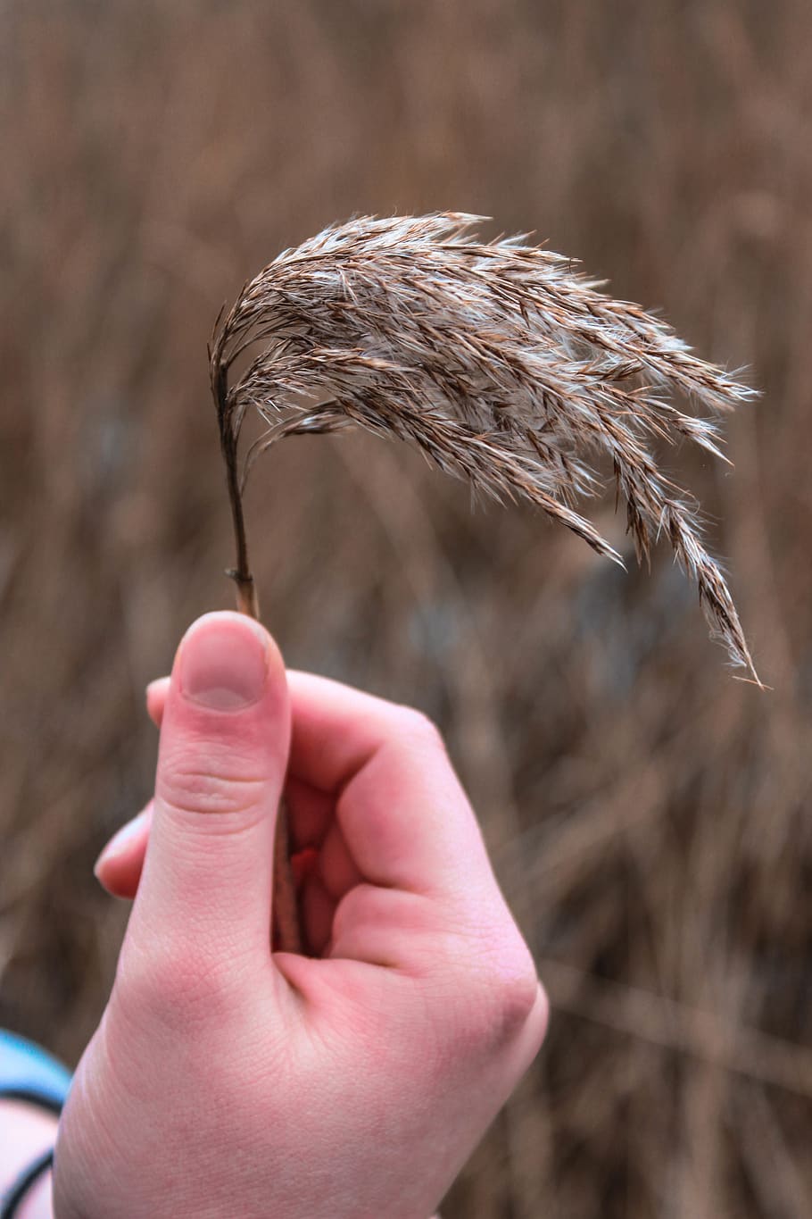 plant, grass, human, person, lawn, bird, animal, reed, finger HD wallpaper