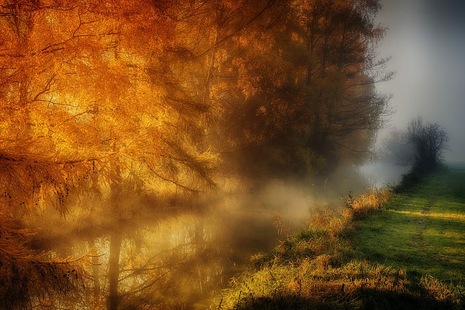 nature, tree, landscape, dawn, sun, autumn, bright, bach, river HD wallpaper