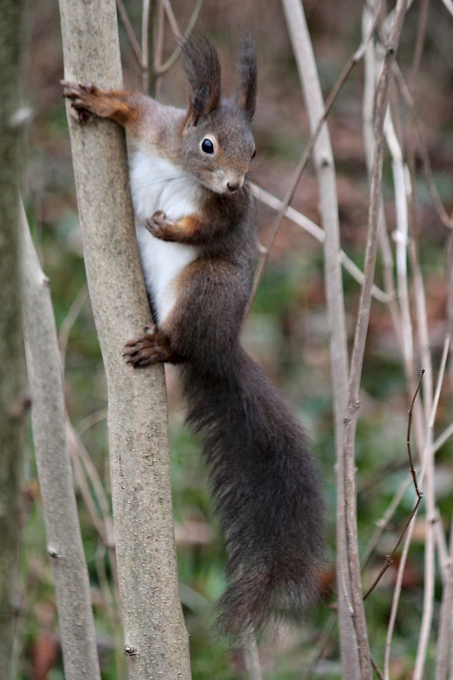 the squirrel, brown, rodent, tree, agile, wild, mammal, animal HD wallpaper