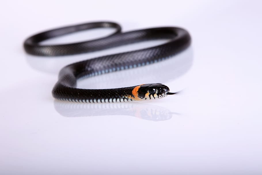 snake, slither, animal, black, cold, blooded, cunning, danger HD wallpaper