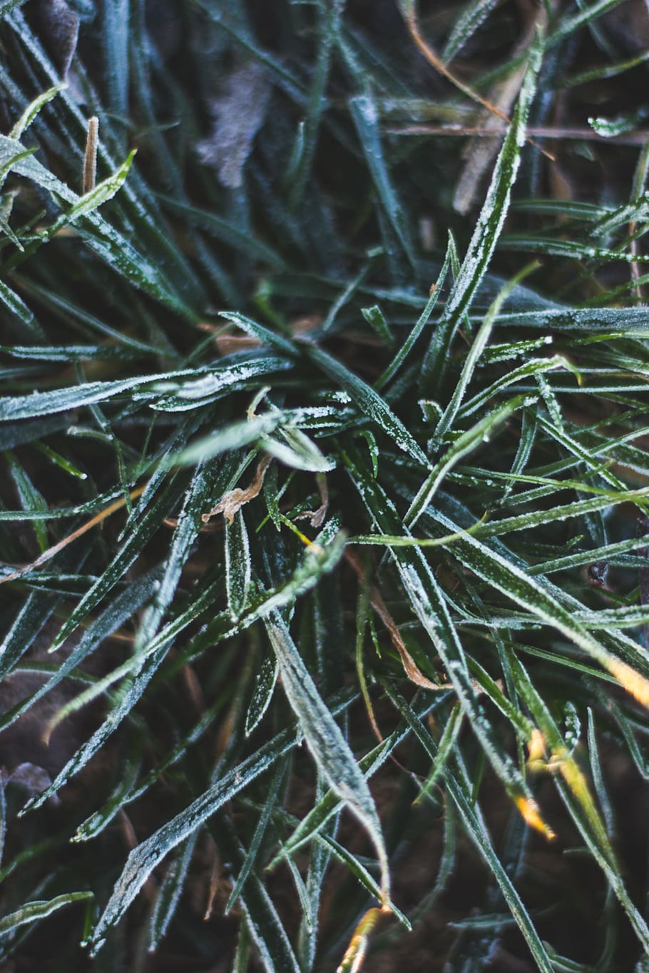 frost, plant+, green, winter, snow, dew, close-up, growth, beauty in nature HD wallpaper