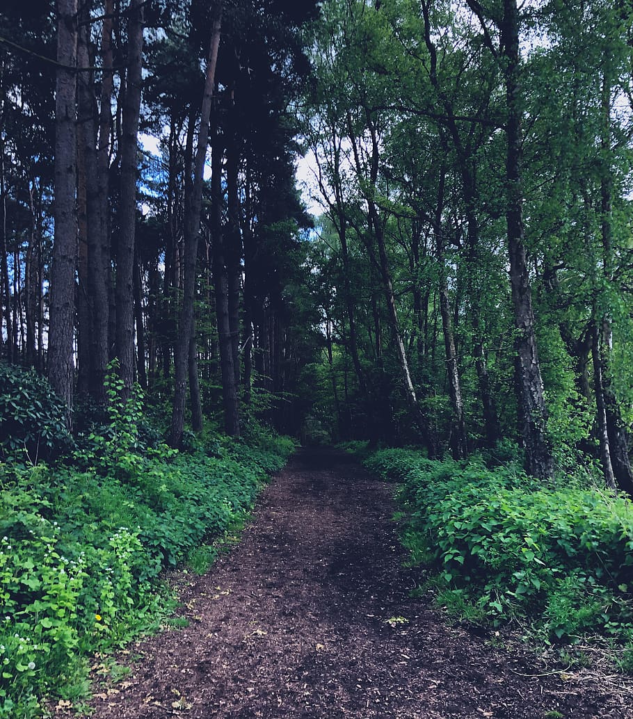 path, trail, tree, plant, ground, dirt road, gravel, redwood HD wallpaper