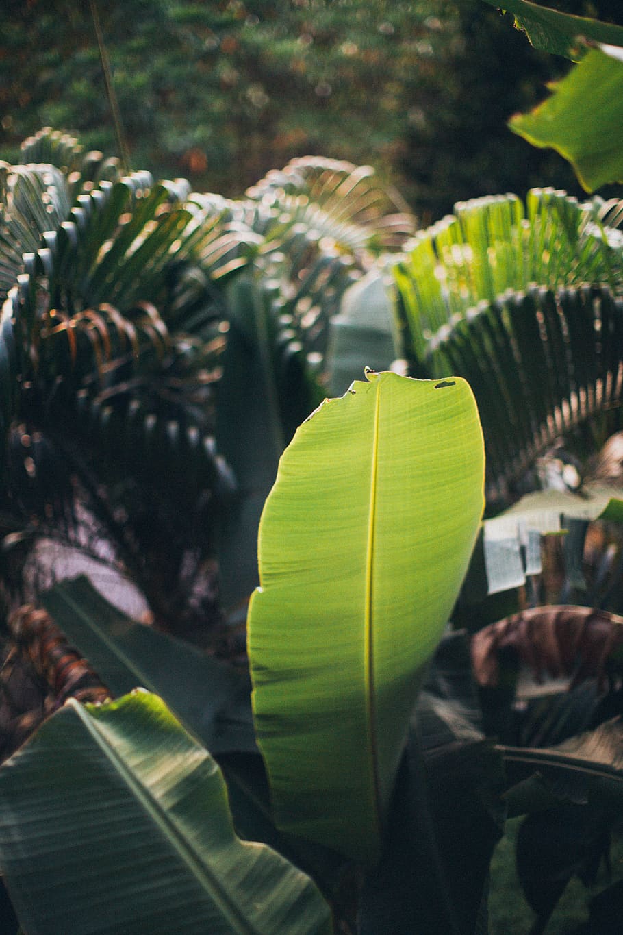 Green Banana Leaf, blooming, blurred background, botanical, botanical garden, HD wallpaper