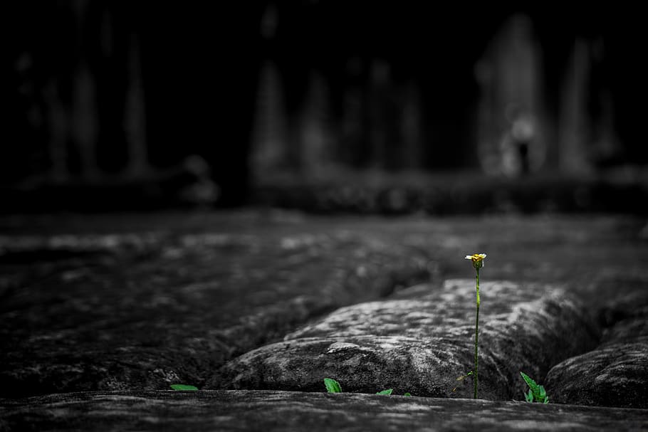 strong, solitude, green, plant, angkor, wat, siamreap, cambodia HD wallpaper