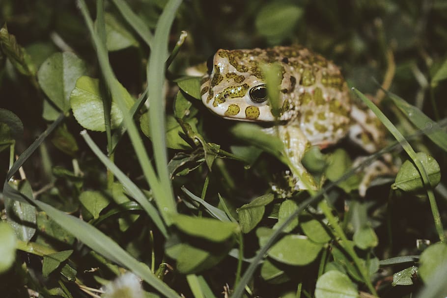 frog, tree frog, green, animal, animals, flowers, animal themes HD wallpaper