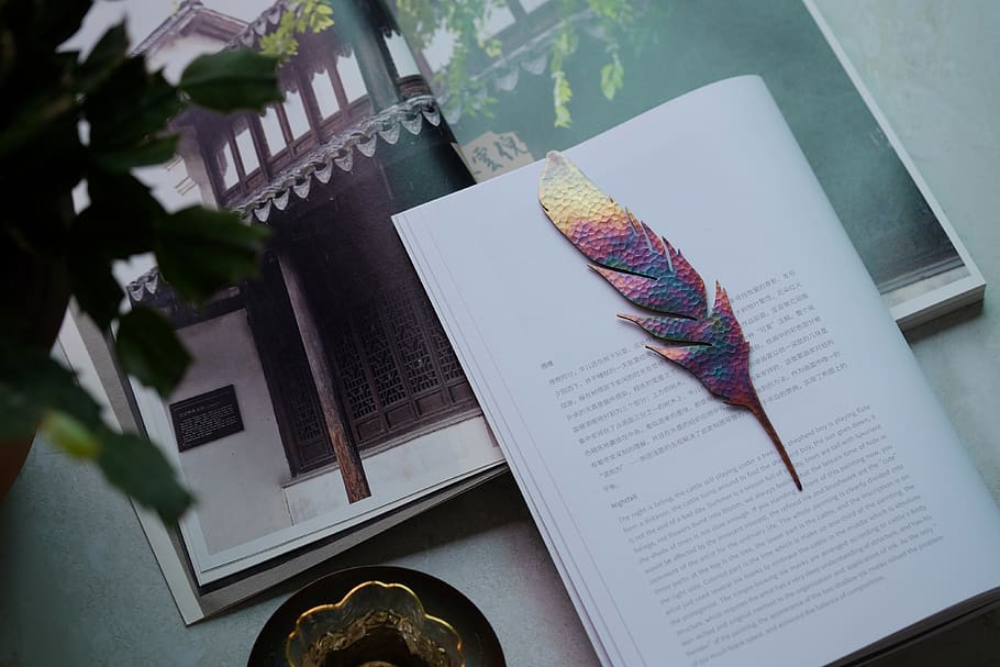 feather on white book page, publication, high angle view, paper HD wallpaper