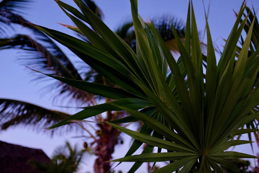 mexico, akumal, leafs, trees, palm trees, moody, bulb exposure HD wallpaper