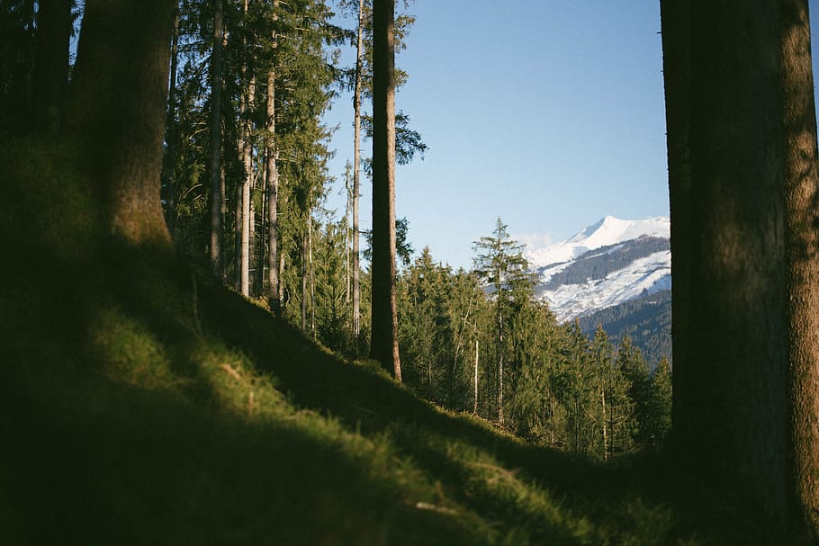 nature, forests, trees, grass, mountains, summit, peaks, views HD wallpaper