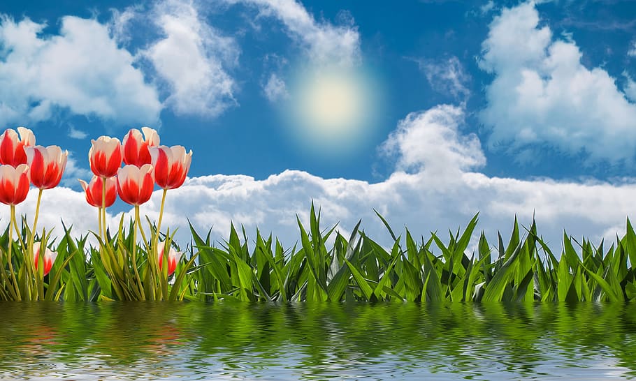 nature, tulips, flowers, spring, flora, cloud - sky, plant