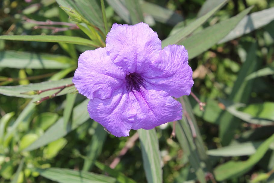 flower, purple, green, bloom, flora, flowering plant, freshness HD wallpaper