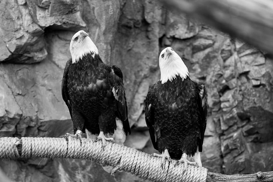 united states, providence, roger williams park zoo, birds of prey, HD wallpaper