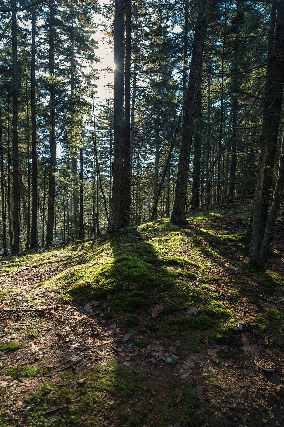 tree, forest, plant, land, trunk, tree trunk, tranquility, woodland HD wallpaper