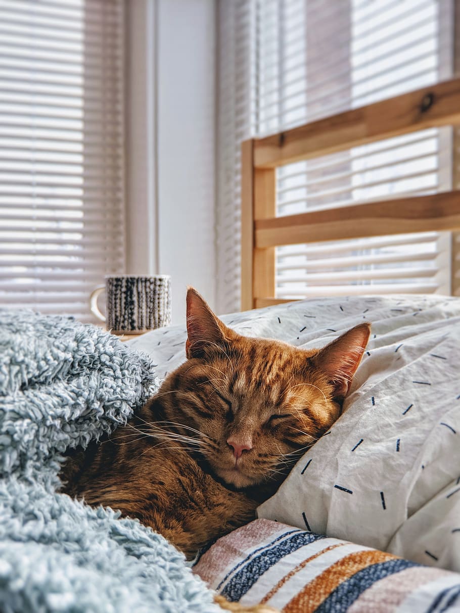 cat sleeping on bed, domestic, domestic cat, one animal, furniture HD wallpaper