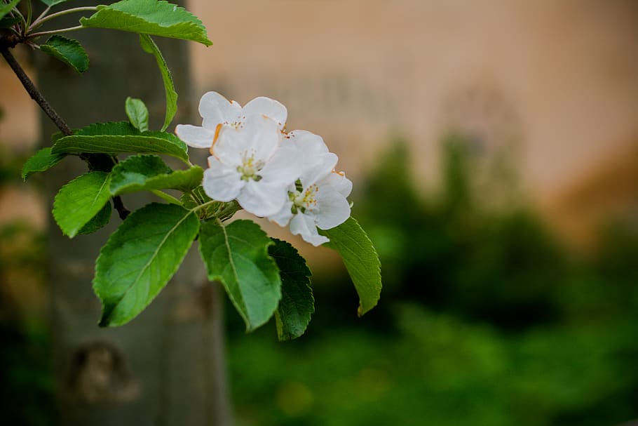 plant, flower, geranium, blossom, pollen, acanthaceae, leaf HD wallpaper