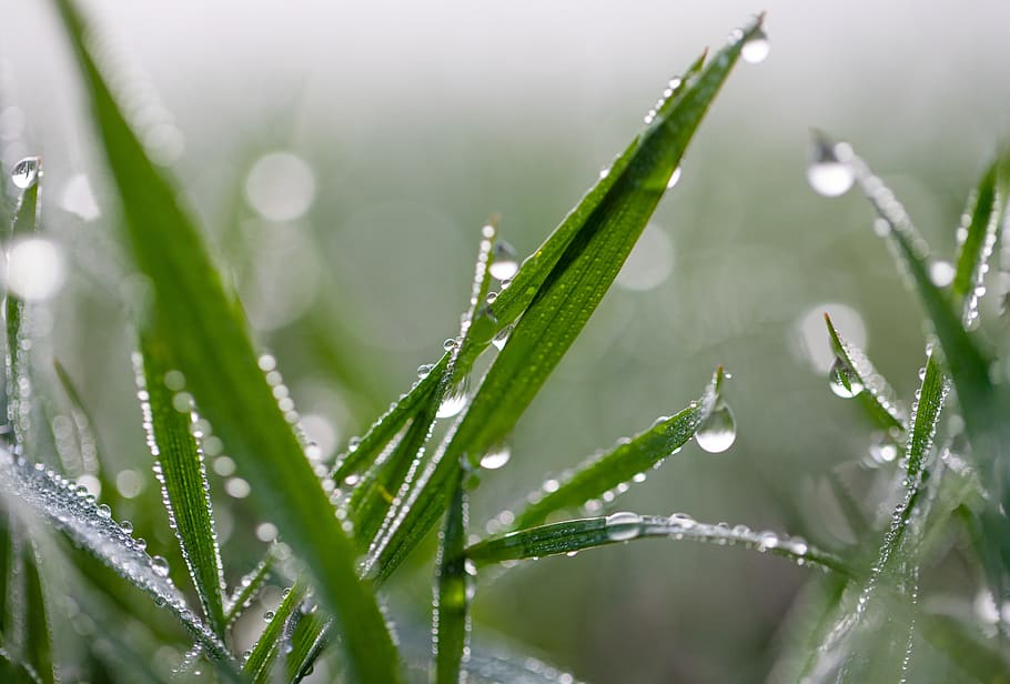 grass, dew, nature, meadow, green, water, close up, drop of water