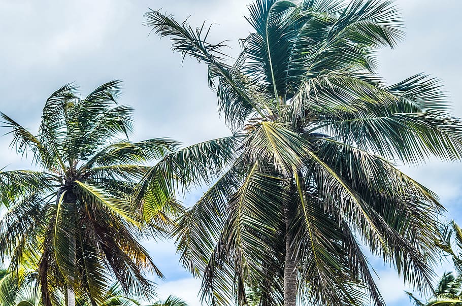 trees, palm tree, sky, ocean, beach, view, wind, dominican republic HD wallpaper