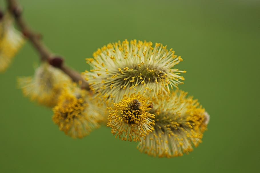 willow catkin, pasture, nature, spring, close up, grazing greenhouse HD wallpaper
