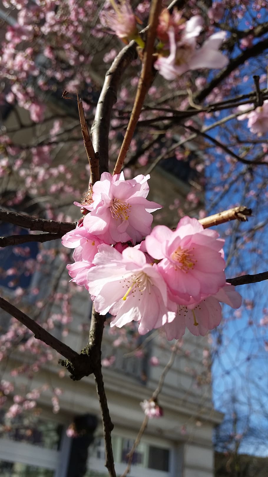 flower, spring, nature, blossom, bloom, pink, branch, plant HD wallpaper