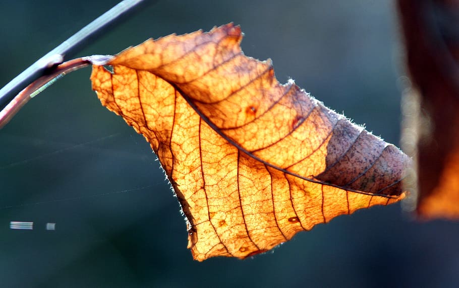 leaves, fall, nature, colorful, tree, light, gold, landscape, HD wallpaper