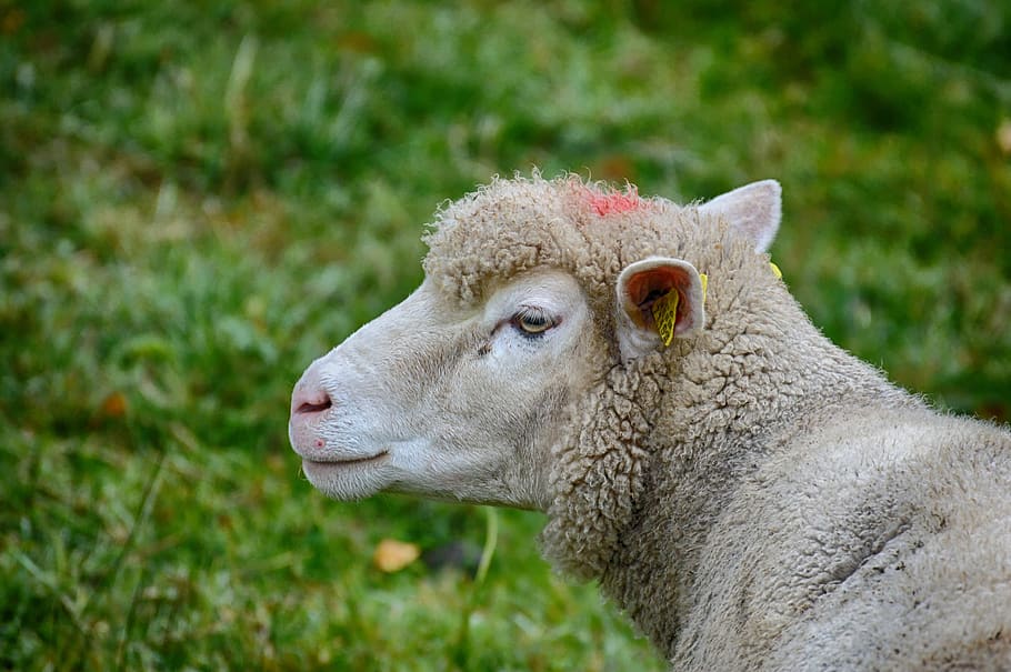 sheep, pasture, wool, nature, animal, meadow, grass, rural HD wallpaper
