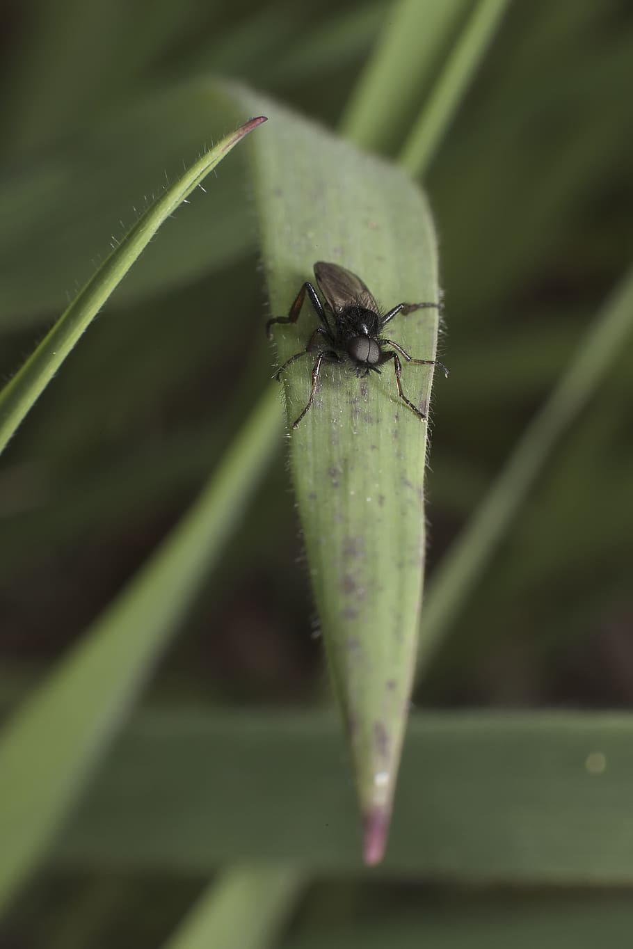 herb, green, nature, grass, plant, flora the fly, insect, garden HD wallpaper