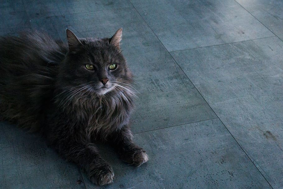 cat, kitten, animal, gray, pet, domestic, pets, domestic animals HD wallpaper