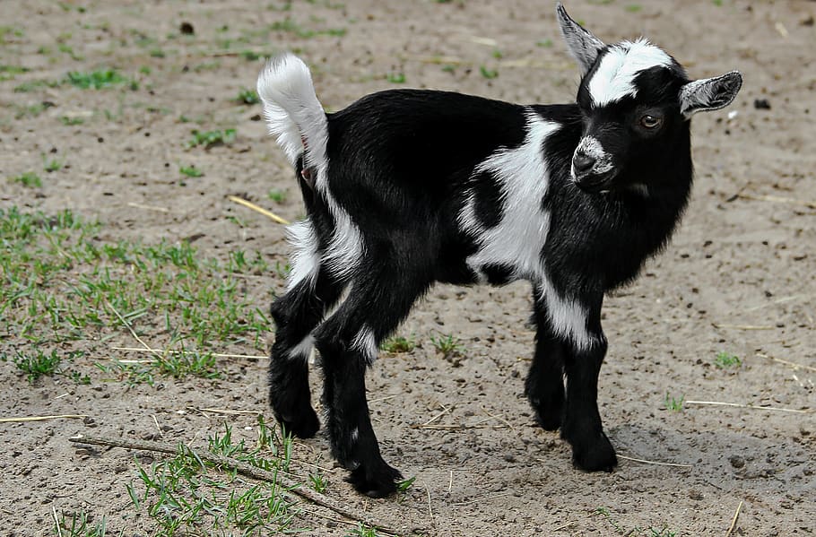 goat, horns, black, white, animal, animal world, horned, livestock HD wallpaper