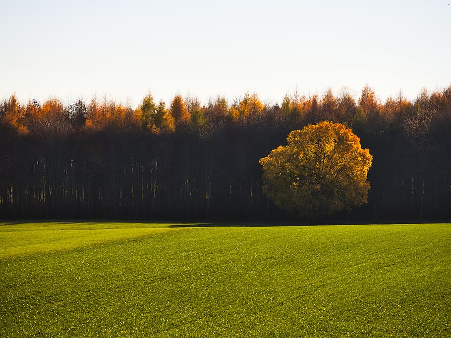 landscape, tree, autumn, mood, field, nature, green, plant HD wallpaper