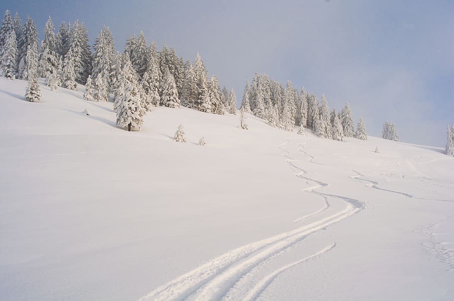 nature, tree, fir, abies, plant, outdoors, ice, mountain, snow HD wallpaper