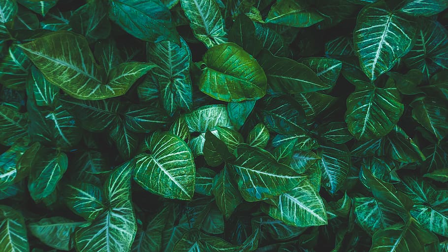 green leaves, full frame, backgrounds, green color, leaf, plant part HD wallpaper