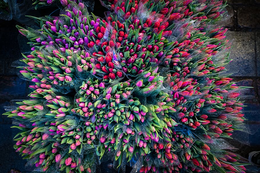 flowers, tulips, red, pink, purple, denmark, flower market HD wallpaper