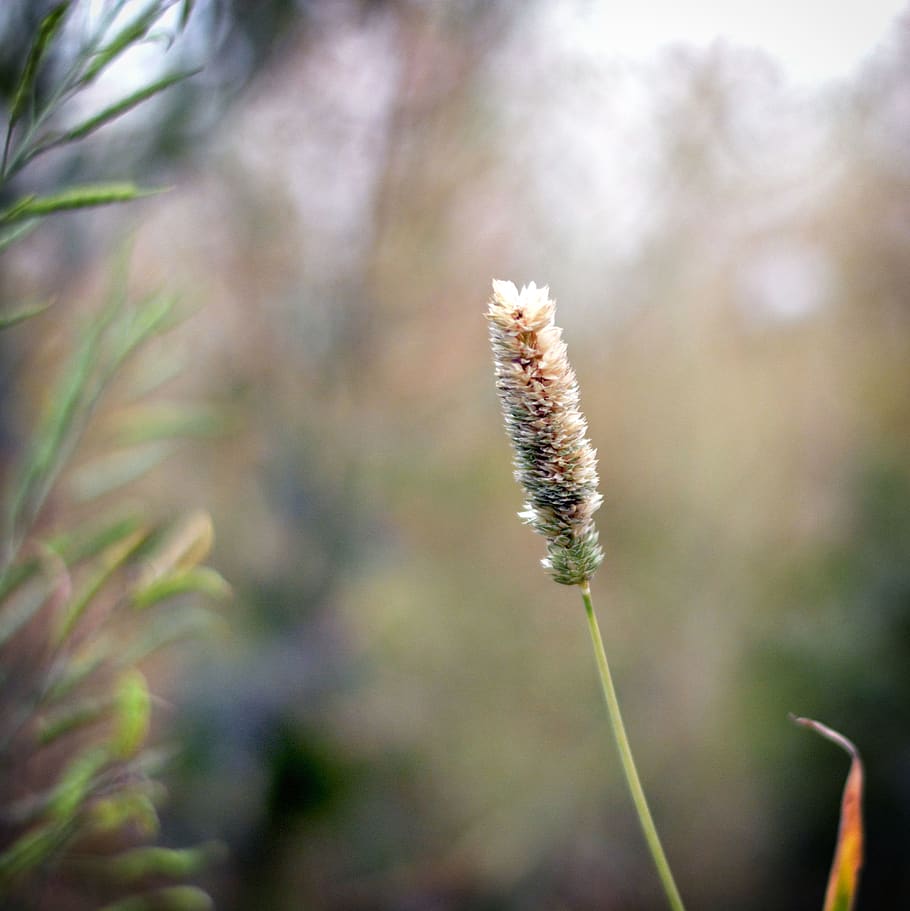 Close Up Photo of a Flower, close-up, field, grass, plant, weed HD wallpaper