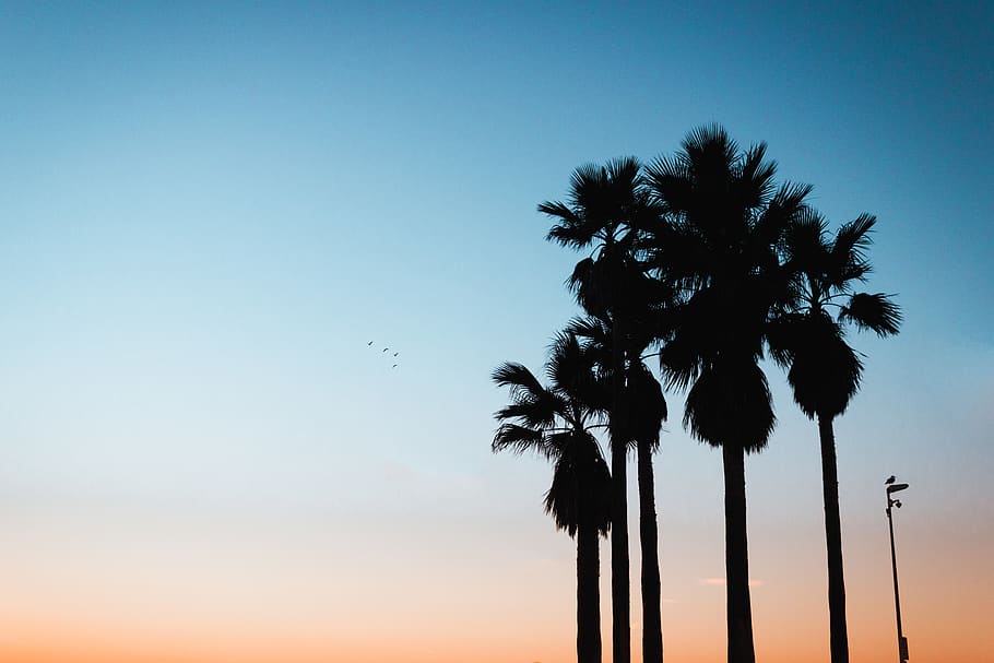 trees during golden hour, arecaceae, plant, palm tree, nature HD wallpaper