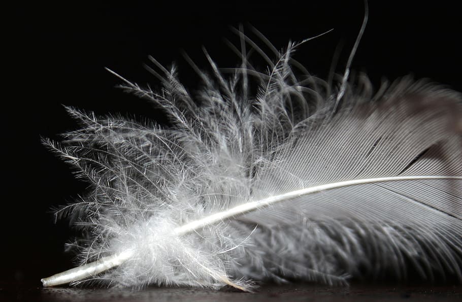 closeup, feather, bird, animal, nature, soft, silk, softness HD wallpaper