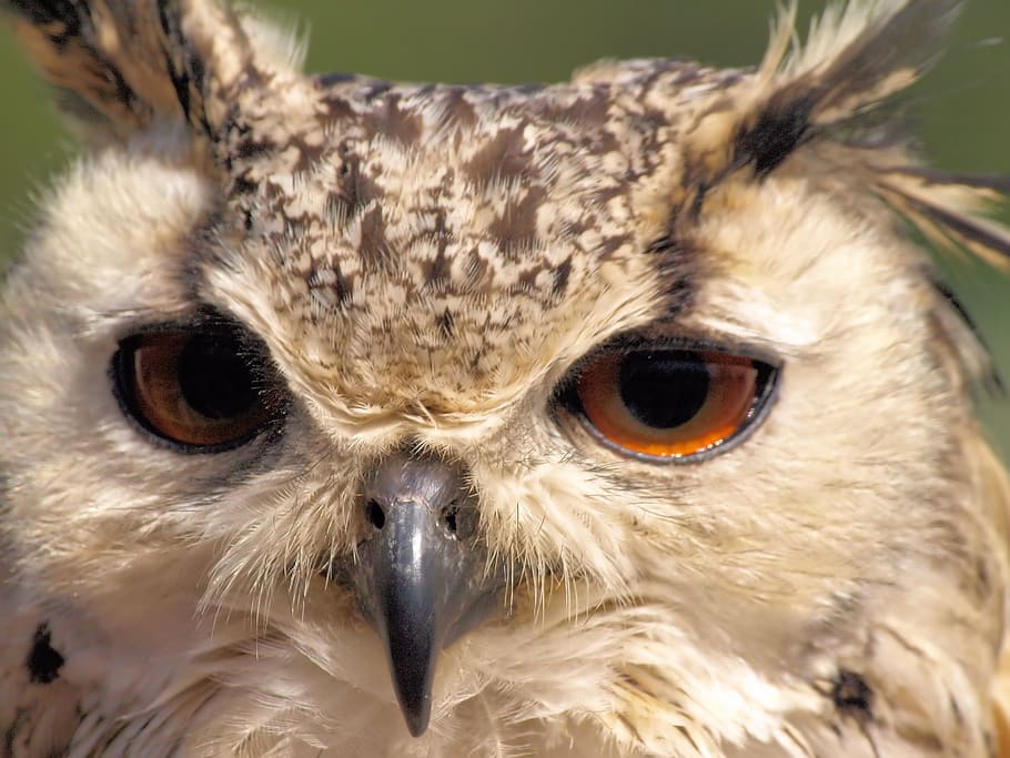 owl, portrait, bird, beak, nature, plumage, animal themes, animals in the wild HD wallpaper