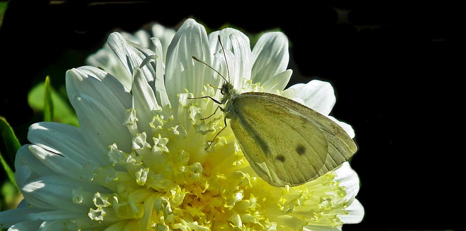 butterfly, insect, flower, aster, nature, macro, wings, summer HD wallpaper
