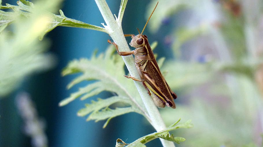 animal, insect, grasshopper, brown, plant, nature, animal themes HD wallpaper