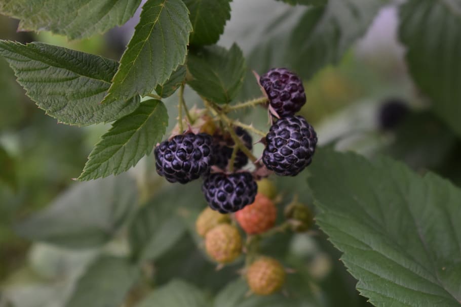 berry, hybrid, blackberry, raspberry, healthy, nutrition, vitamins HD wallpaper