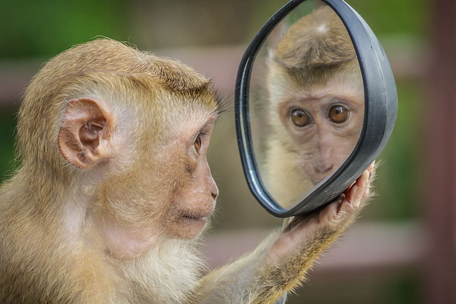 monkey, mirror, stare, thinking, mammal, primate, focus on foreground HD wallpaper