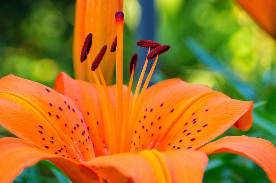flowers, lily, plant, flowering plant, freshness, beauty in nature HD wallpaper
