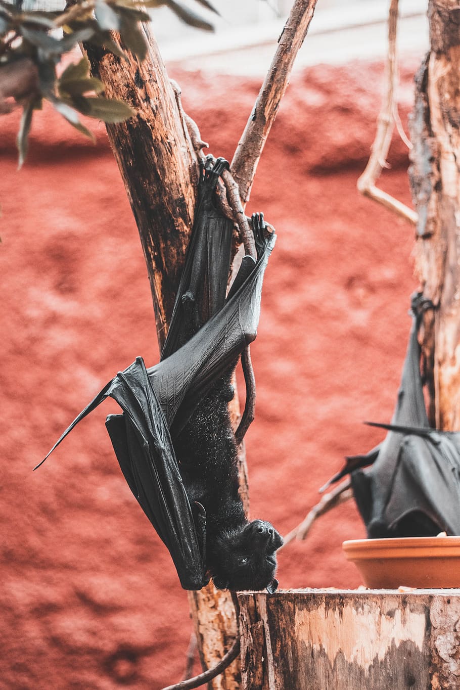 bat on tree, photography, animal, wildlife, ousidedown, up side down bat, HD wallpaper