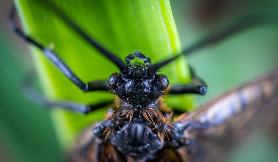 Macro Photography of Brown and Black Beetle, animal, blur, close-up HD wallpaper