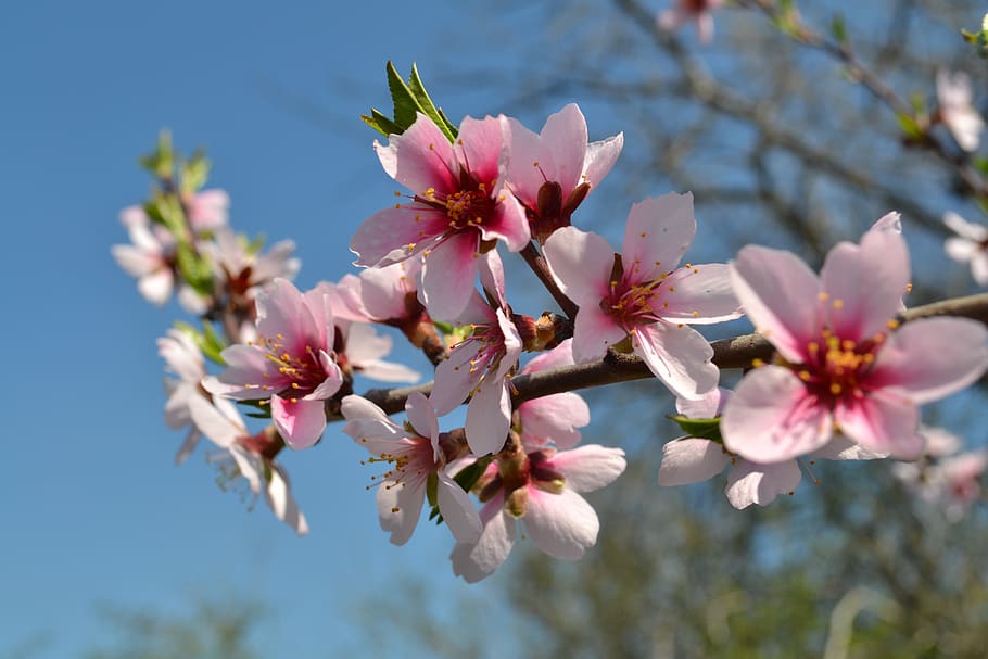 spring, flowers, pink, nature, garden, tree, plant, flowering plant HD wallpaper